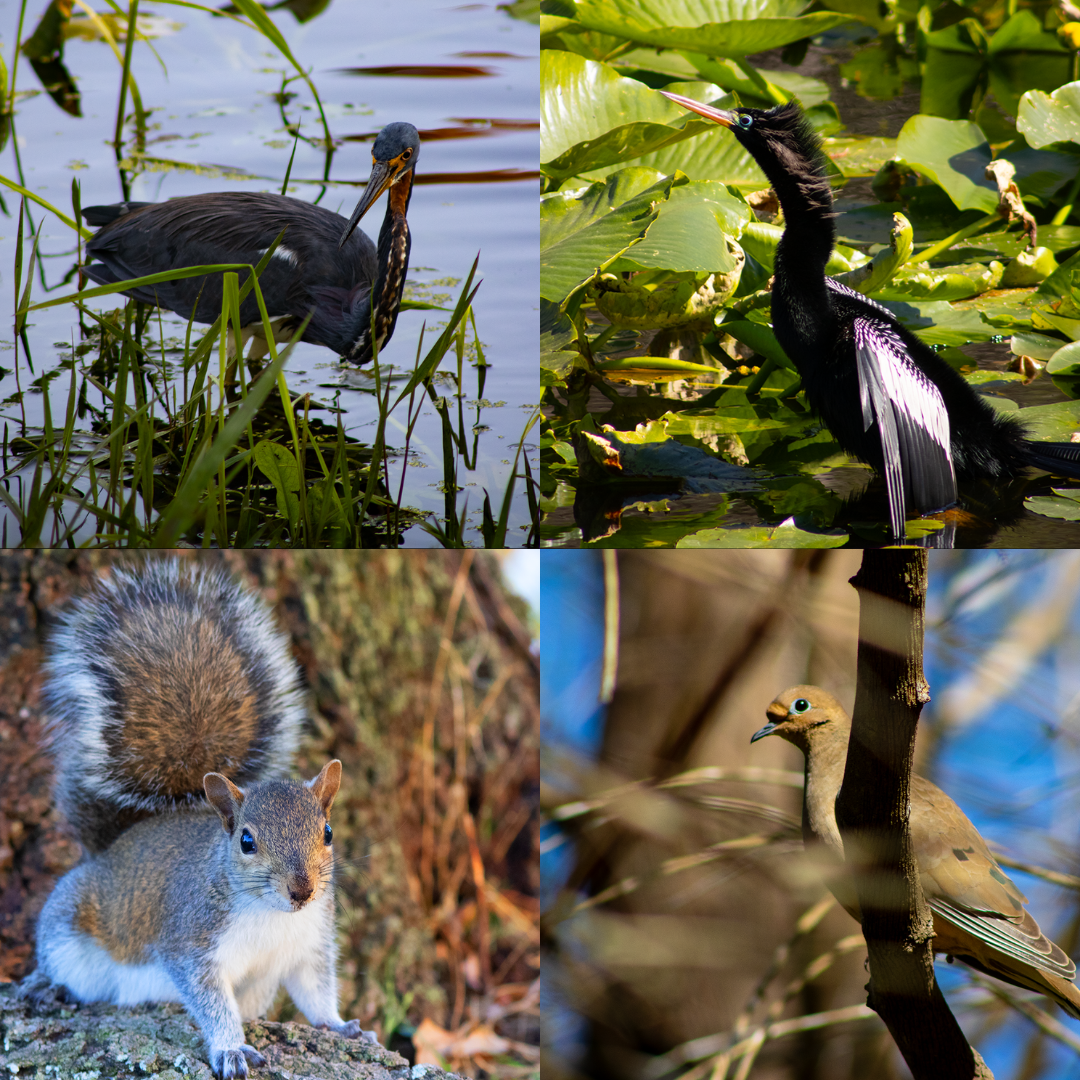 Birds & Stuff.png