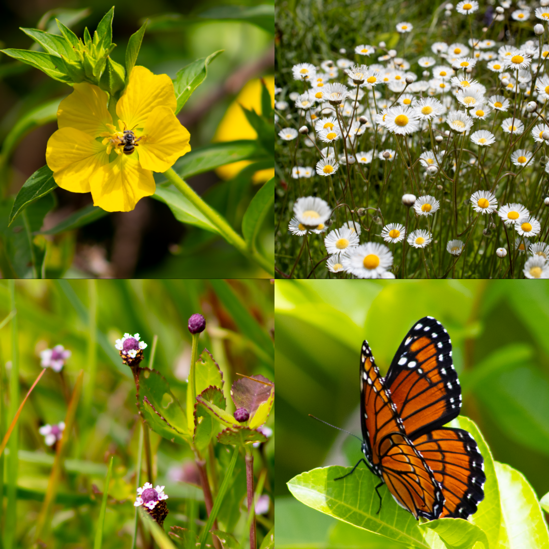 Plants & Pollinators.png