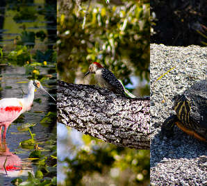 Wildlife at Ruth Eckerd Hall